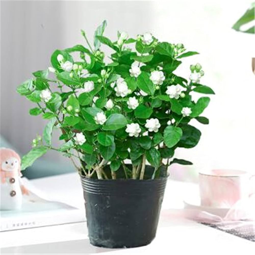 Jasmine Plant