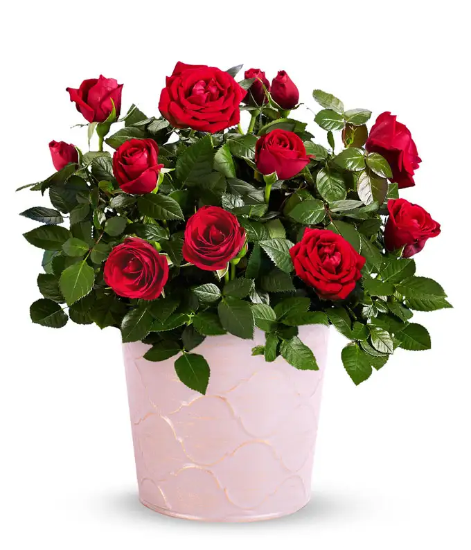 Red Rose Plant