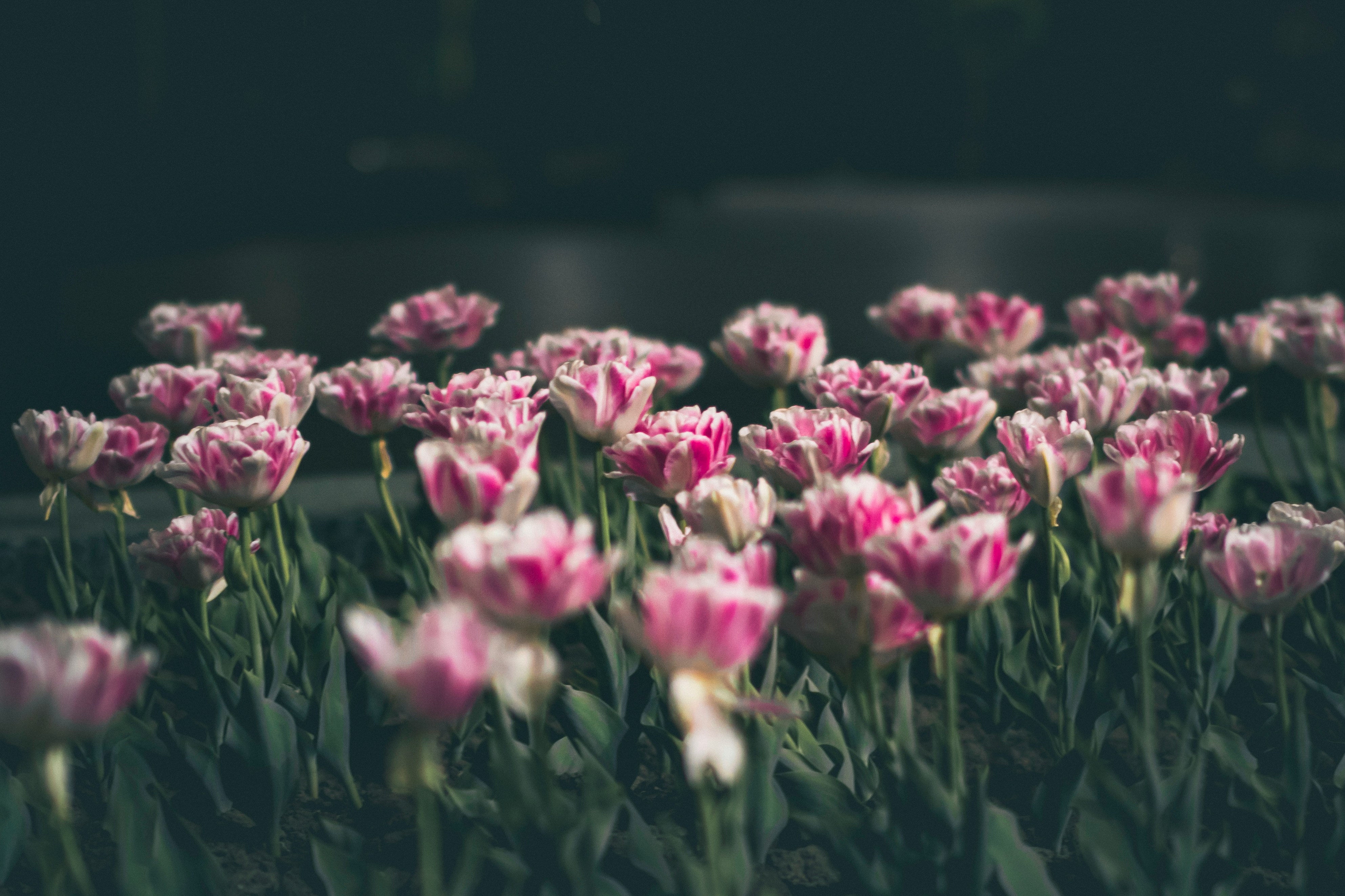 Impact of Flower in Mental Health